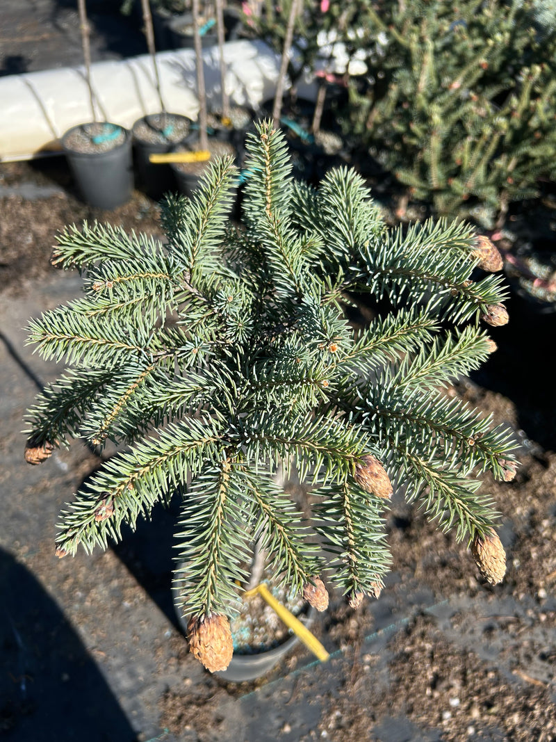 Picea pungens 'Early Cones' Dwarf Colorado Blue Spruce