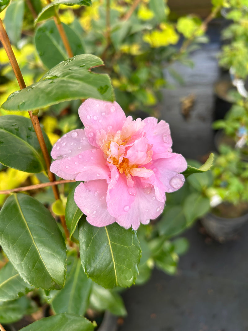 Camellia x williamsii 'Water Lily' Water Lily Camellia