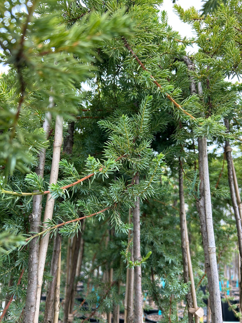 Juniperus conferta 'Blue Lagoon' Shore Juniper