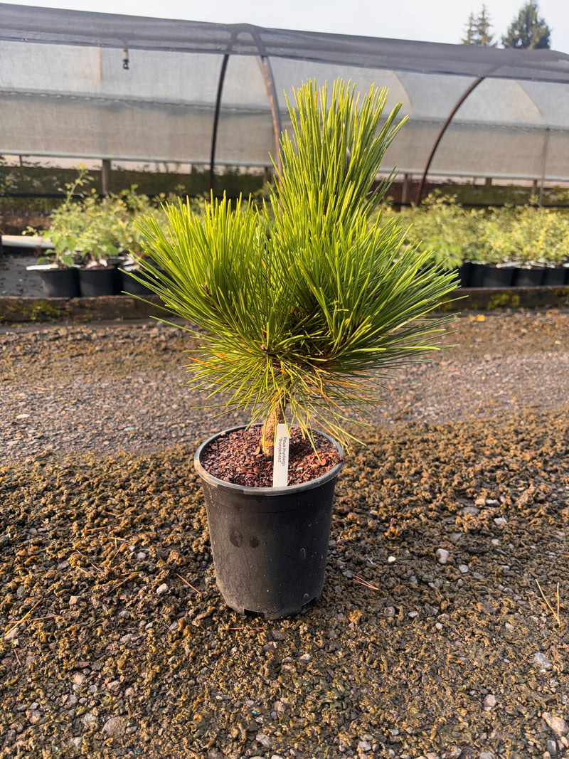 Pinus thunbergii 'Thunderhead' Japanese Black Pine