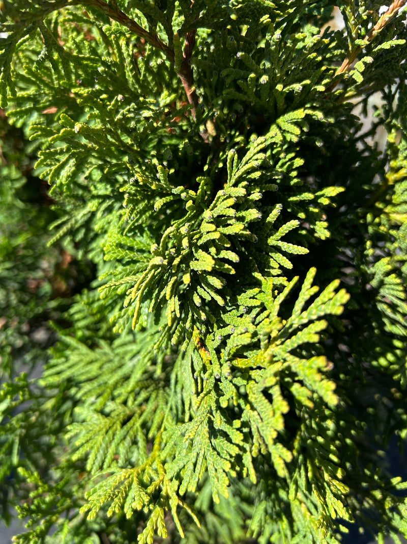 Thuja occidentalis 'Trompenburg' Eastern Arborvitae