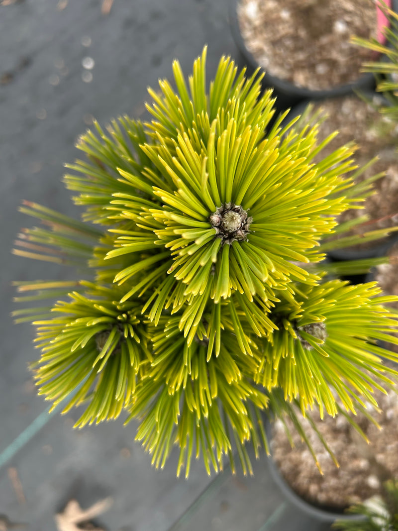 Pinus leucodermis 'Banderica' Bosnian Pine