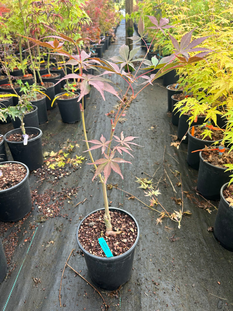 Acer palmatum 'Wakehurst Pink' Japanese Maple