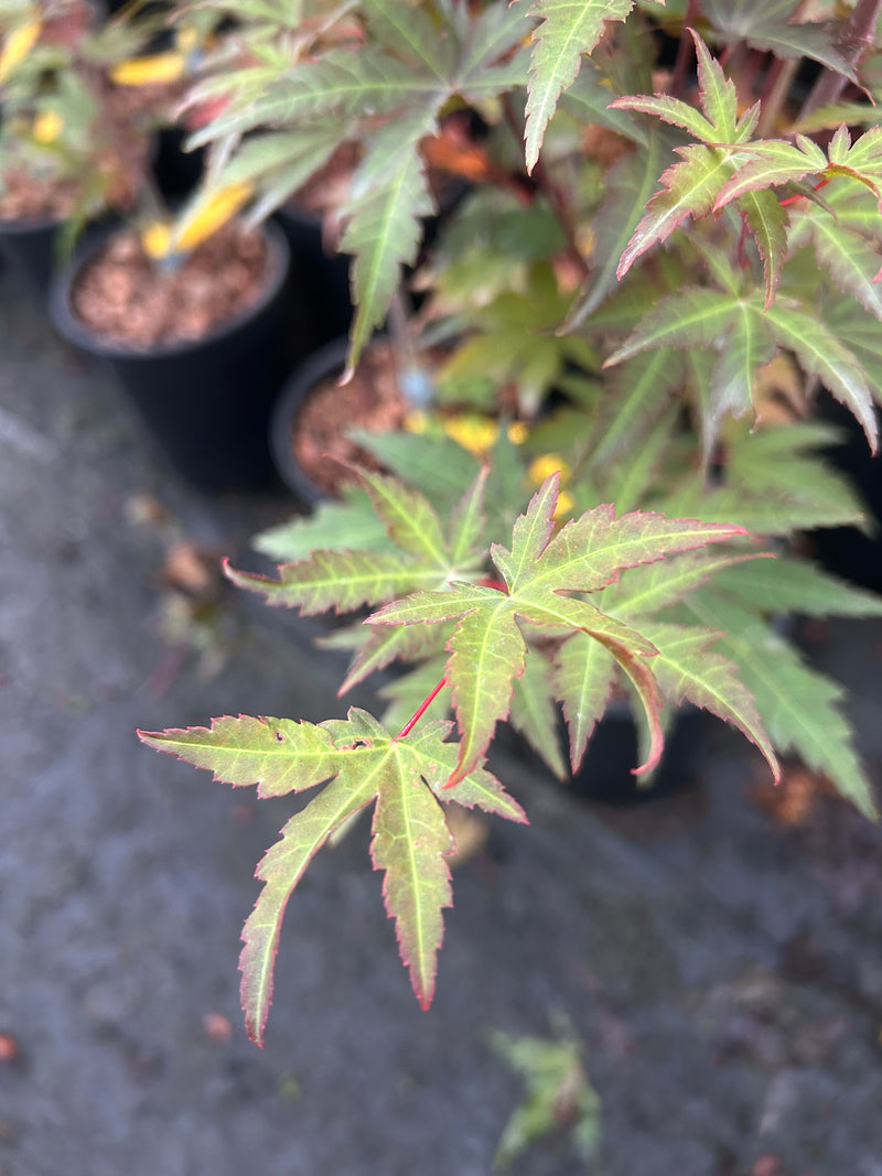 Acer palmatum 'Mila' Japanese Maple