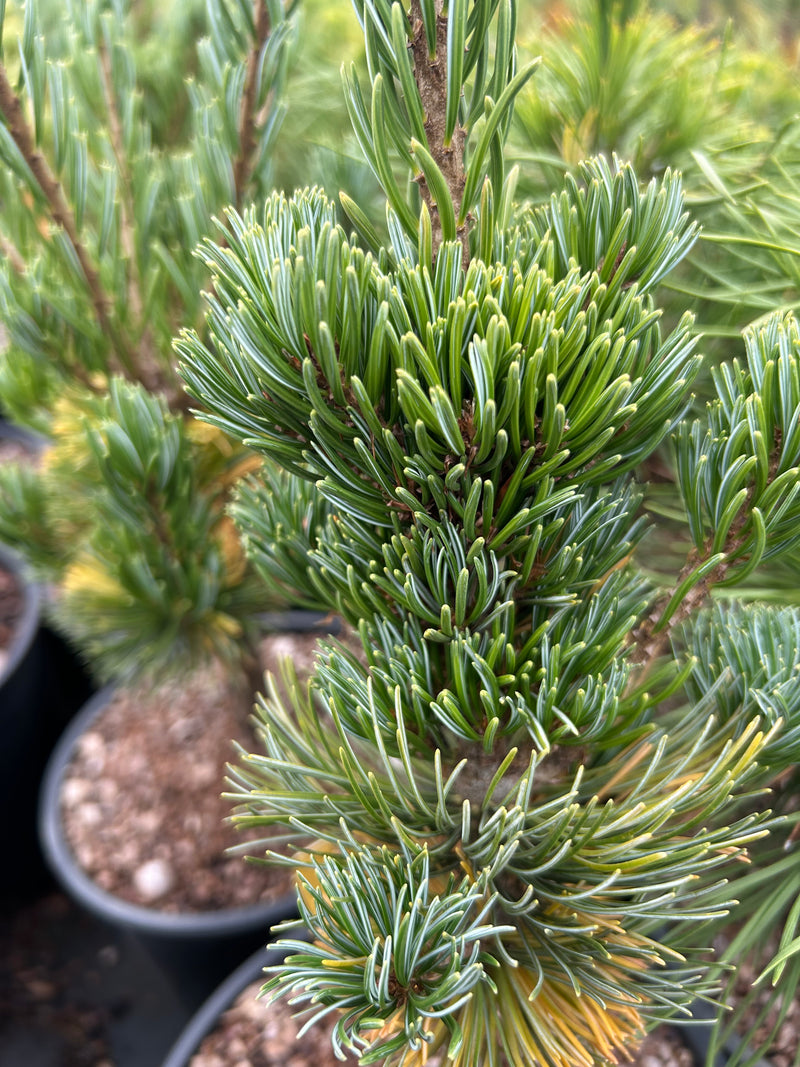 Pinus parviflora 'Aoba jo' Japanese White Pine