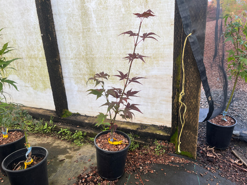 Acer oliverianum 'Hot Sauce' Japanese Maple