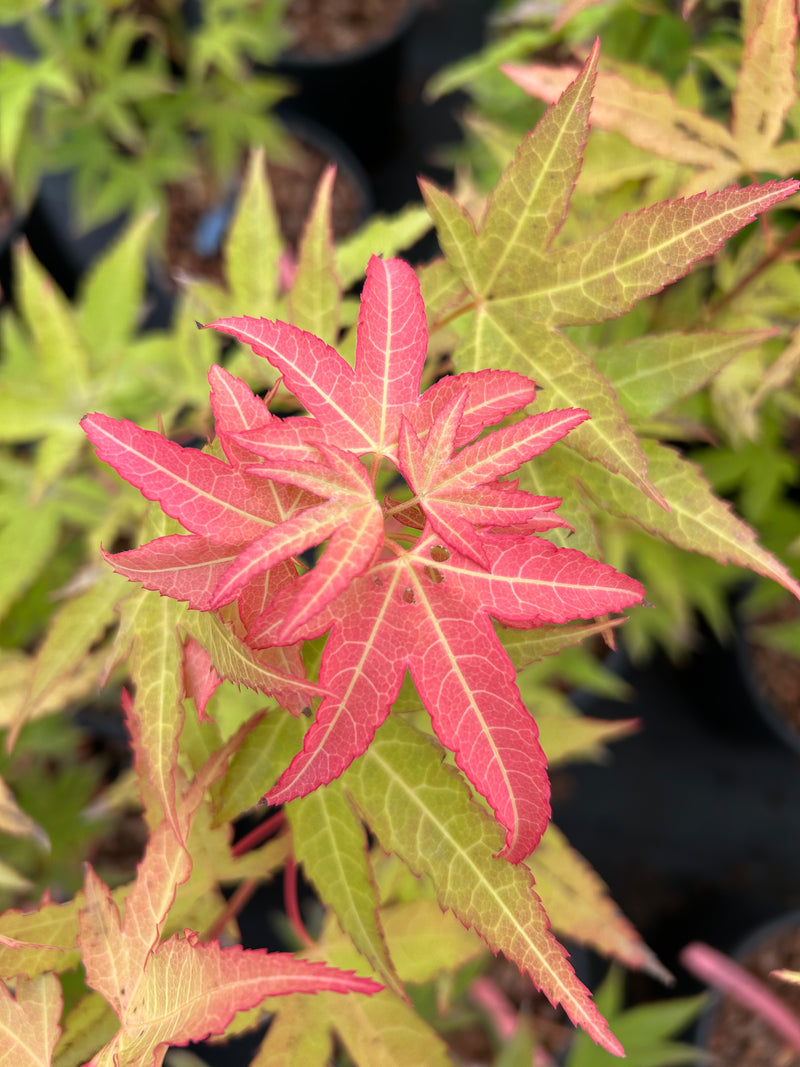 Acer oliverianum 'Hot Blonde' Golden Japanese Maple