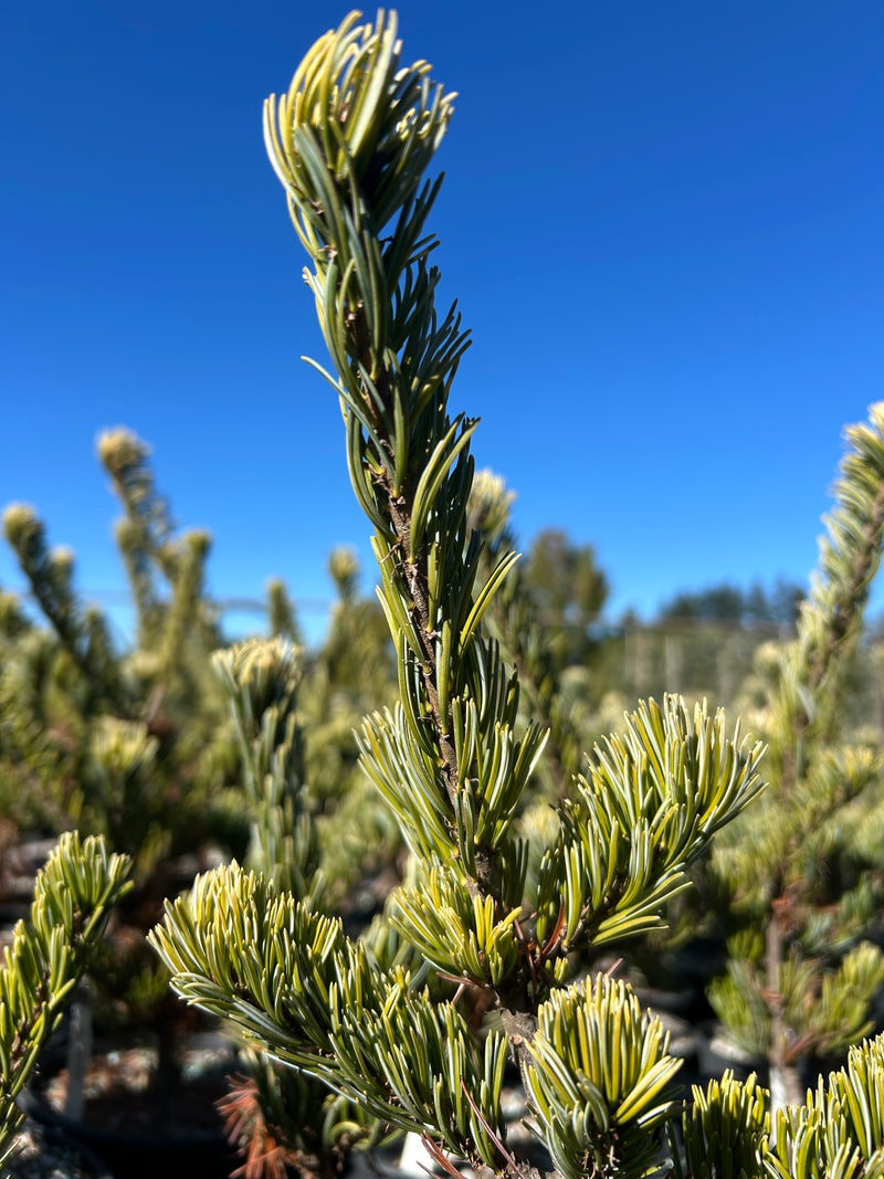 Pinus parviflora 'Golden Samurai' Japanese White Pine