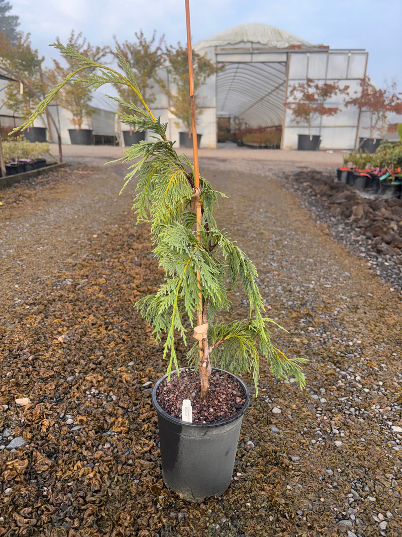 Chamaecyparis nootkatensis 'Pendula' Weeping Alaskan Cedar