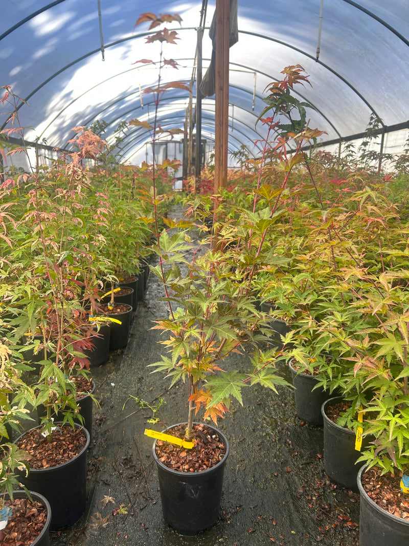 Acer palmatum 'Mila' Japanese Maple