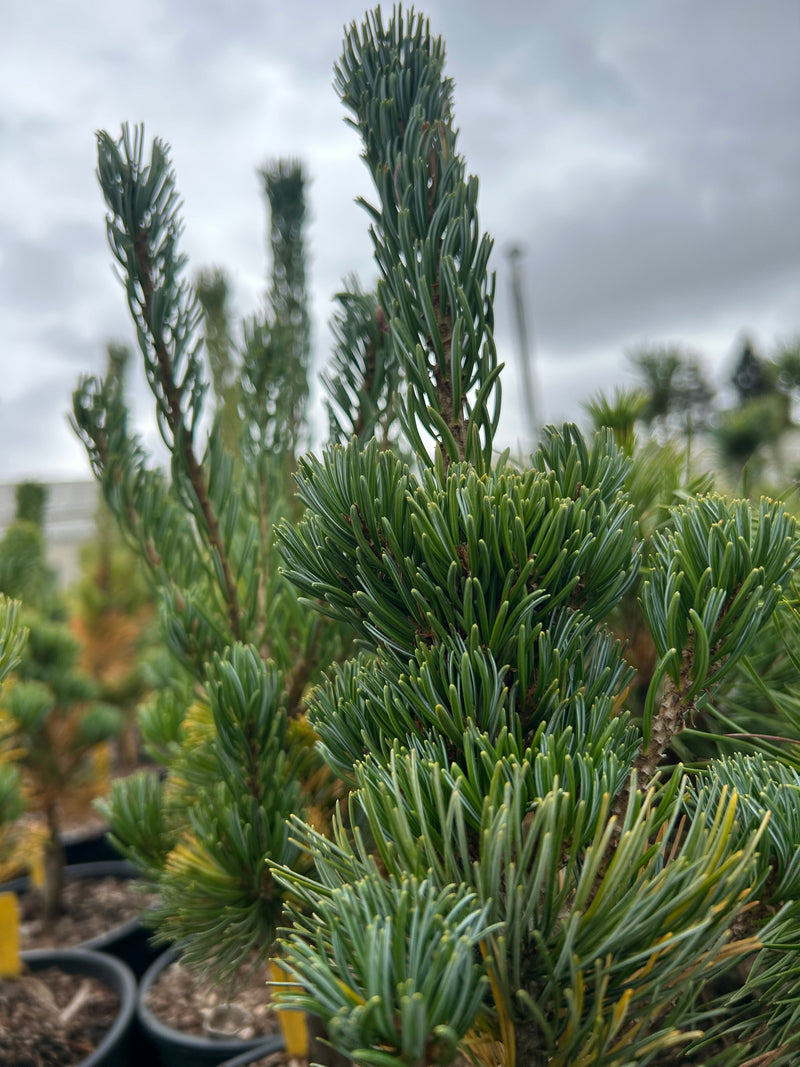 Pinus parviflora 'Aoba jo' Japanese White Pine