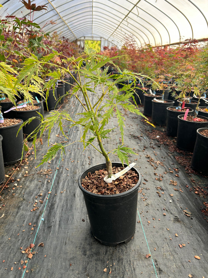 Acer palmatum 'Germaine's Gyration' Weeping Japanese Maple