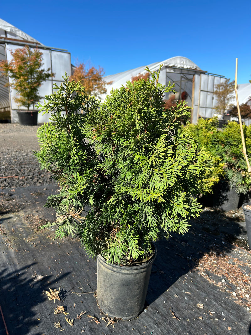 Thuja occidentalis 'Trompenburg' Eastern Arborvitae