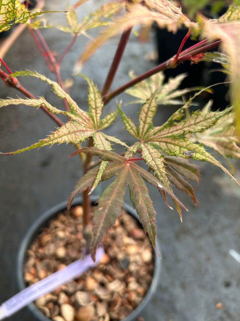 Acer palmatum 'Olsen's Frosted Strawberry' Japanese Maple