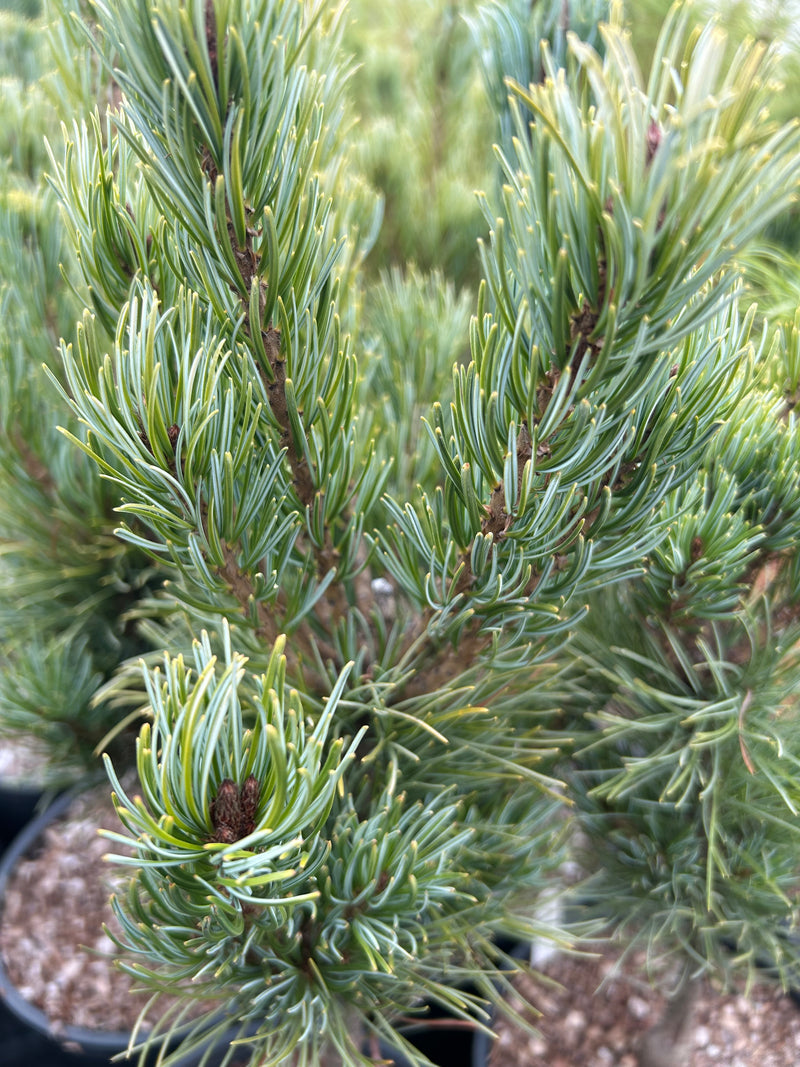 Pinus parviflora 'Blue Lou' Dwarf Japanese White Pine