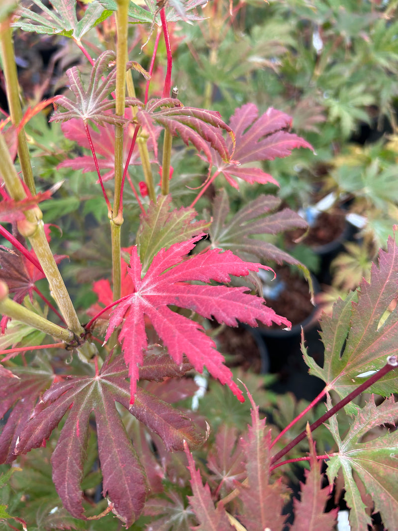 Acer palmatum 'Ariadne' Japanese Maple