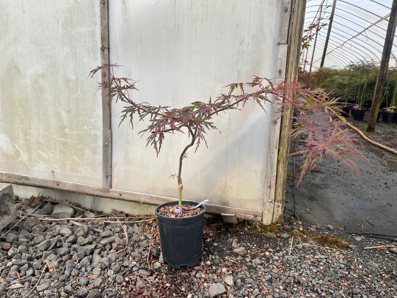 Acer palmatum 'Red Dragon' Weeping Red Japanese Maple