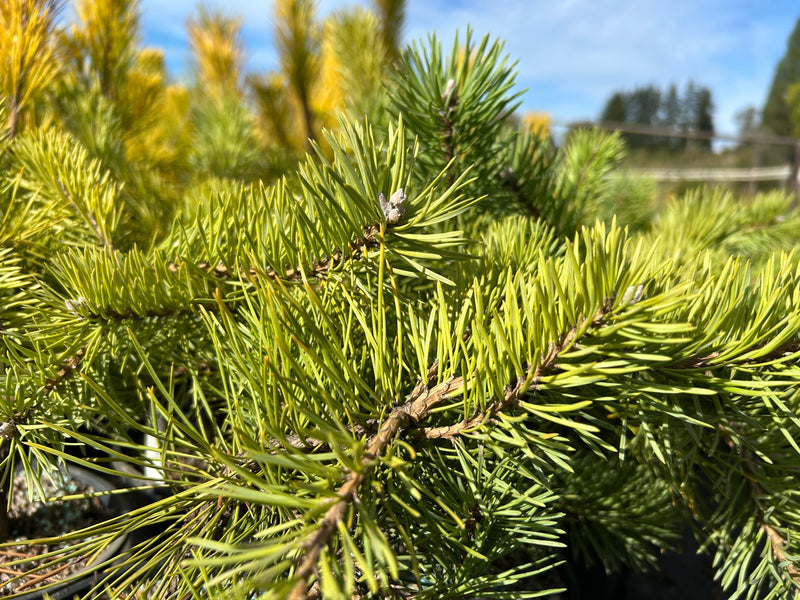 Pinus sylvestris 'Hillside Creeper' Dwarf Scots Pine