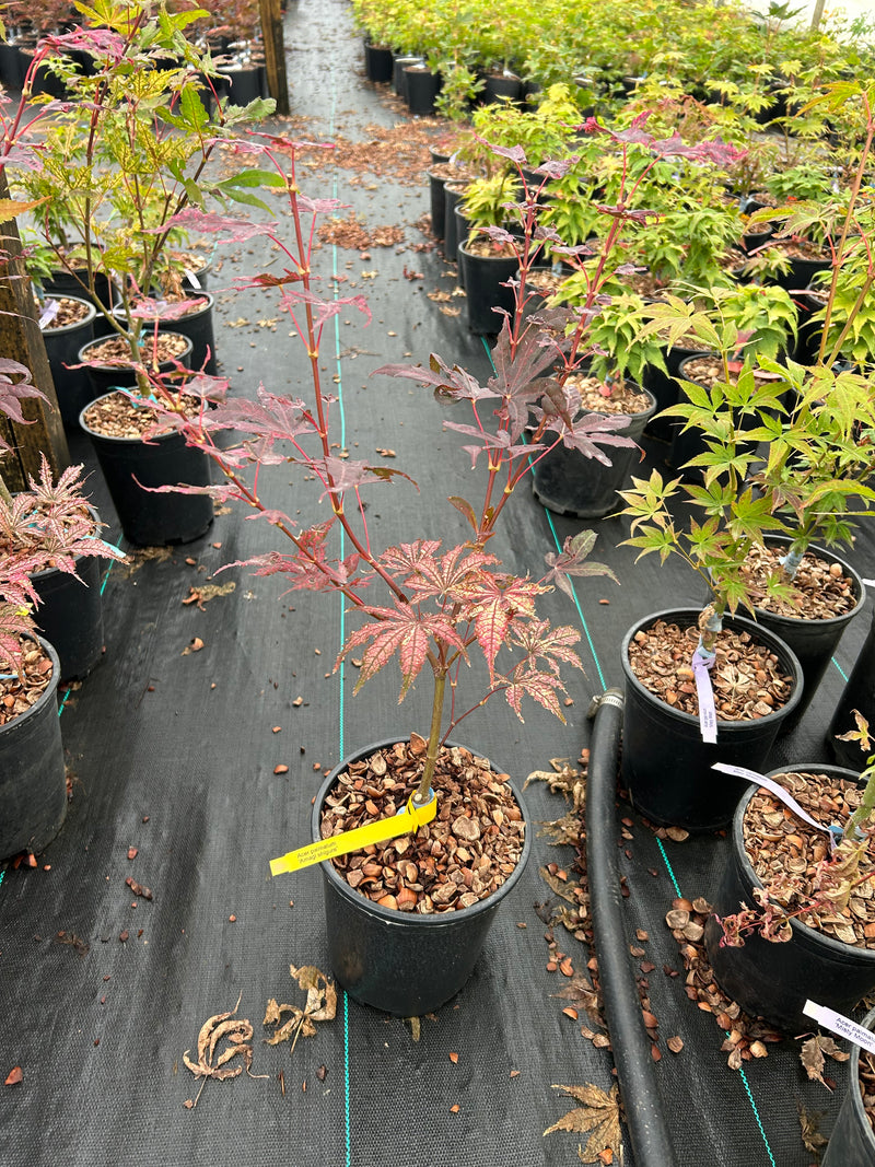 Acer palmatum 'Amagi Shigure' Japanese Maple