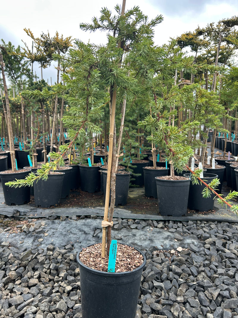 Juniperus conferta 'Blue Lagoon' Shore Juniper