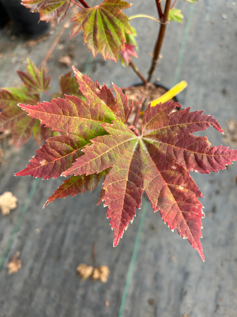 Acer circinatum 'Sunny Sister' Japanese Maple