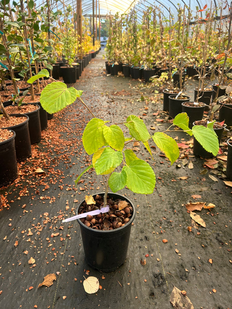 Corylopsis gotana Fragrant Winter Hazel