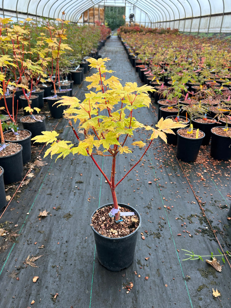 Acer circinatum 'Pacific Fire' Coral Bark Japanese Maple