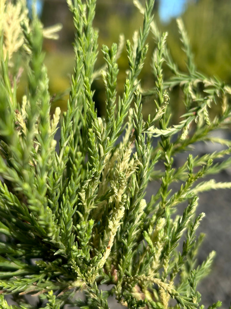 Sequoiadendron giganteum 'French Beauty'  Variegated Giant Redwood