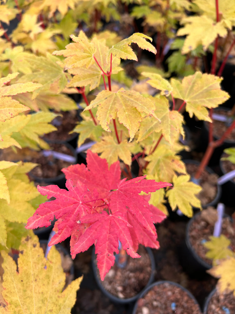 Acer circinatum 'Pacific Fire' Coral Bark Japanese Maple