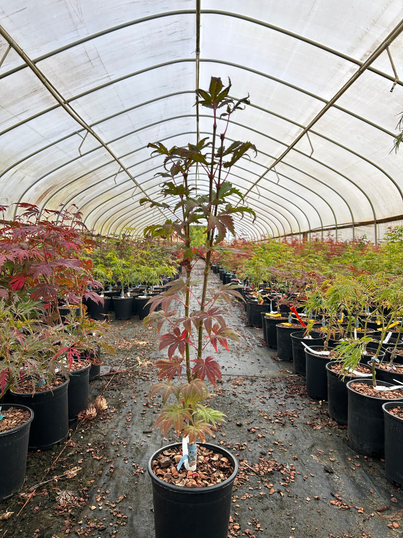 Acer palmatum 'Diva' Japanese Maple