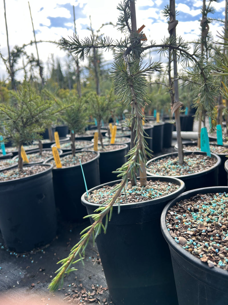 Cedrus libani 'Glauca Pendula' Weeping Blue Lebanon Cedar