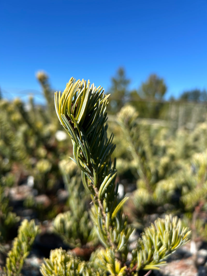 Pinus parviflora 'Golden Samurai' Japanese White Pine