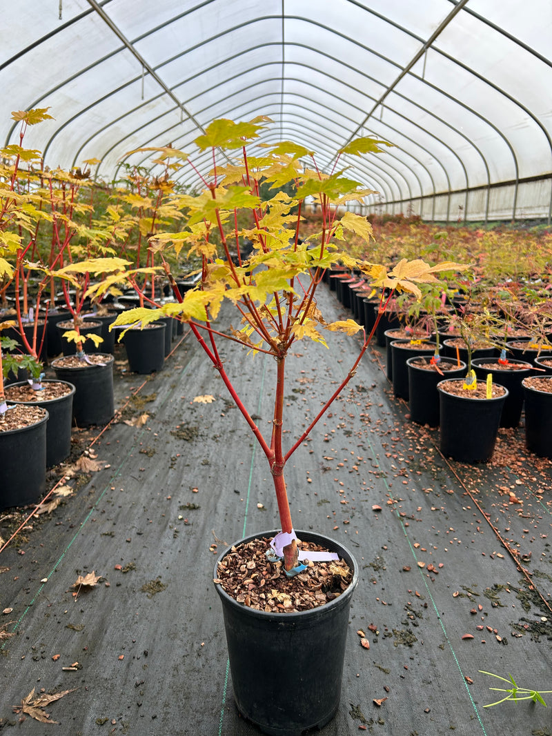 Acer circinatum 'Pacific Fire' Coral Bark Japanese Maple