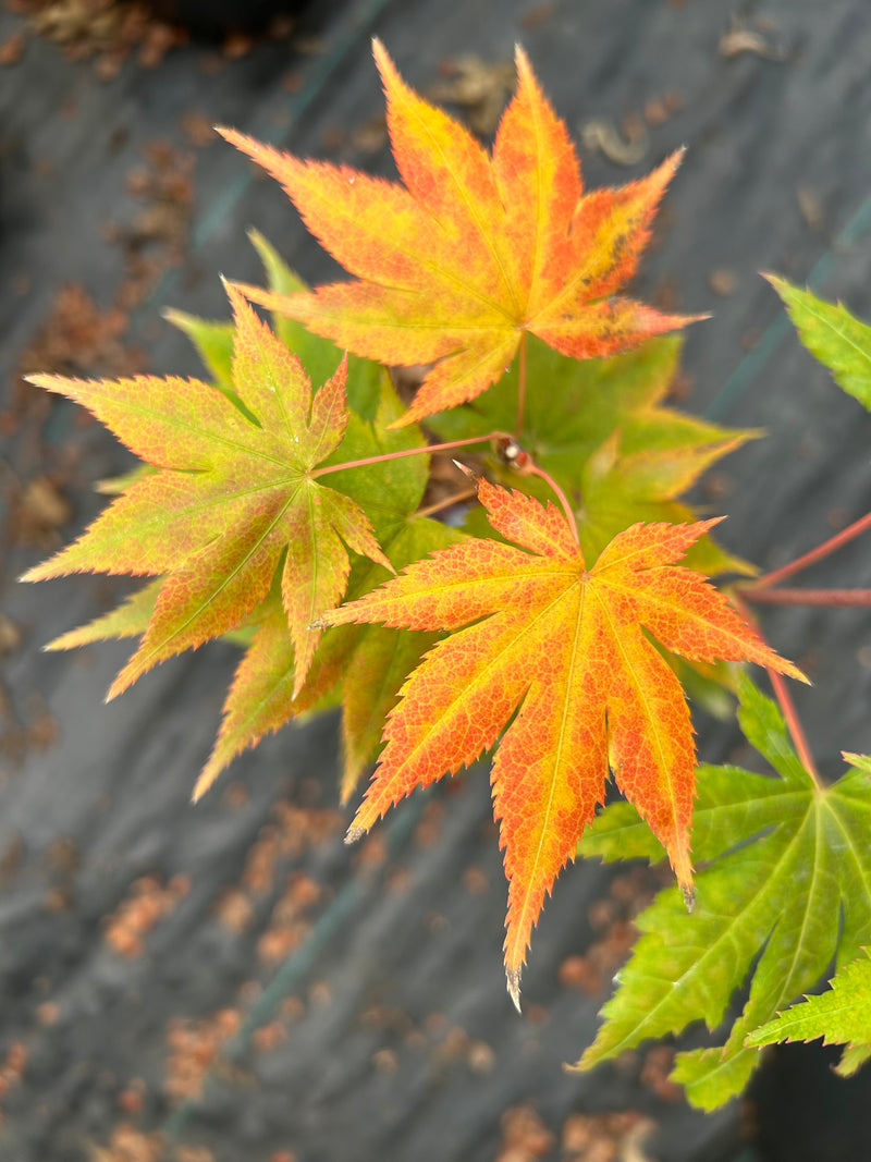 Acer palmatum 'Festival' Japanese Maple