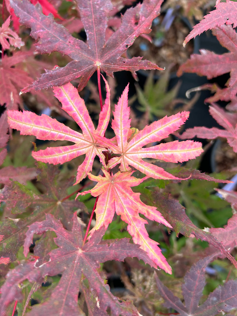 Acer palmatum 'Fred's Wild Dream' Japanese Maple