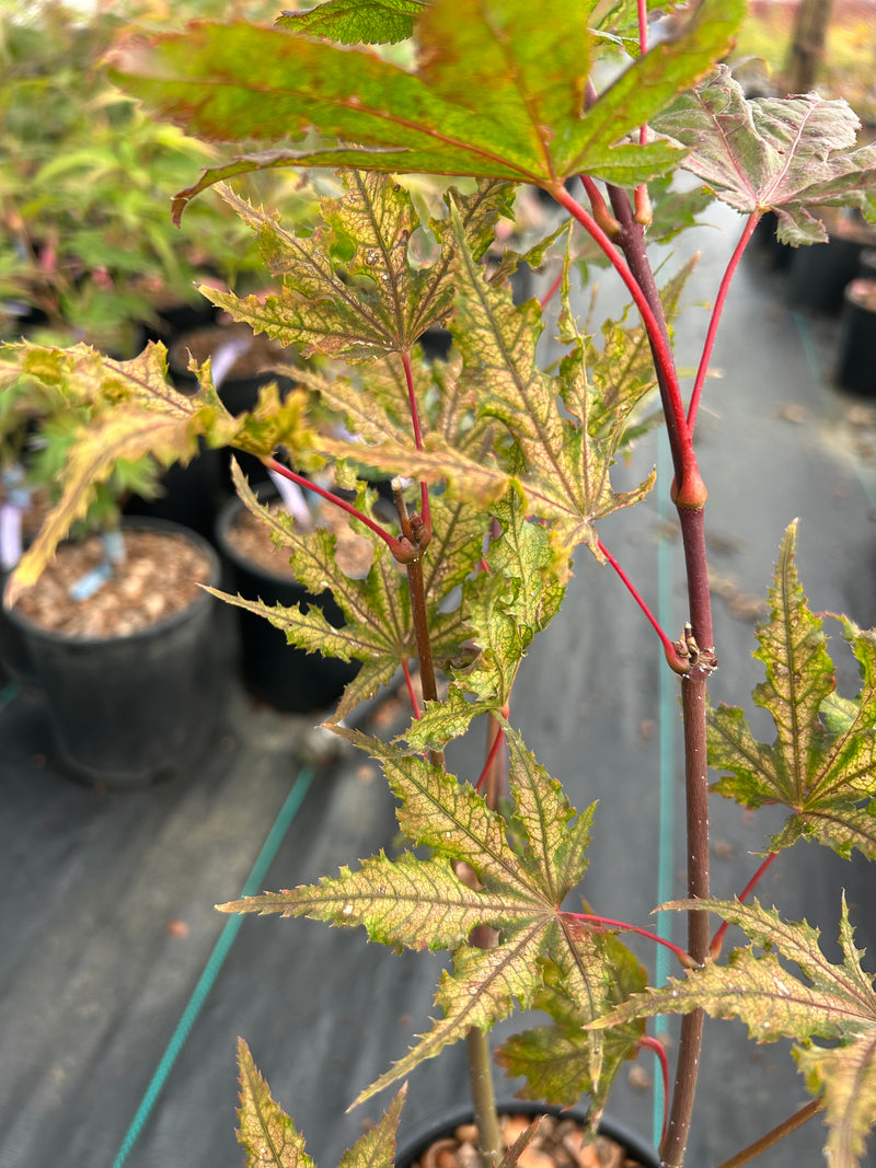 Acer palmatum 'Aka shigitatsu sawa' Japanese Maple