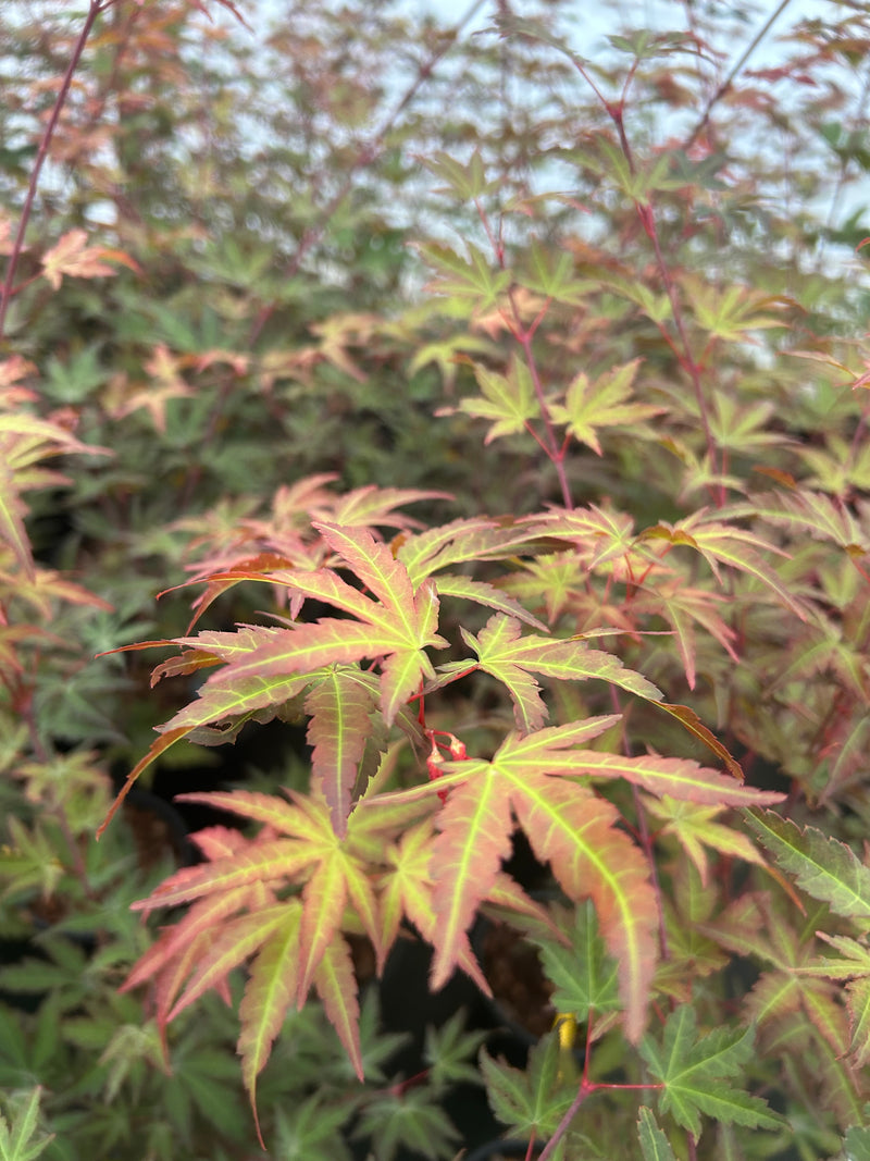 Acer palmatum 'Mila' Japanese Maple