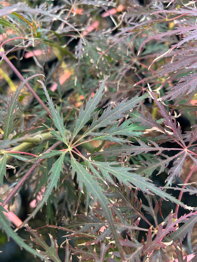 Acer palmatum 'Garnet' Japanese Maple