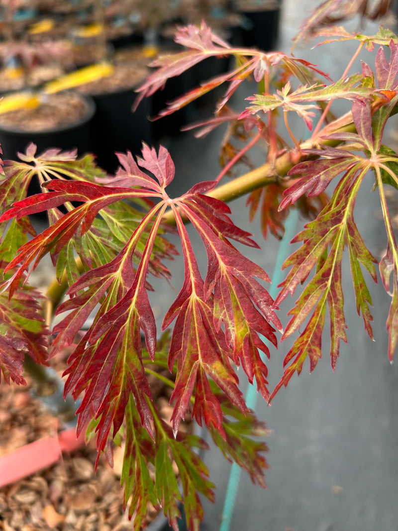 Acer japonicum 'Abby’s Weeping' Dwarf Full Moon Japanese Maple