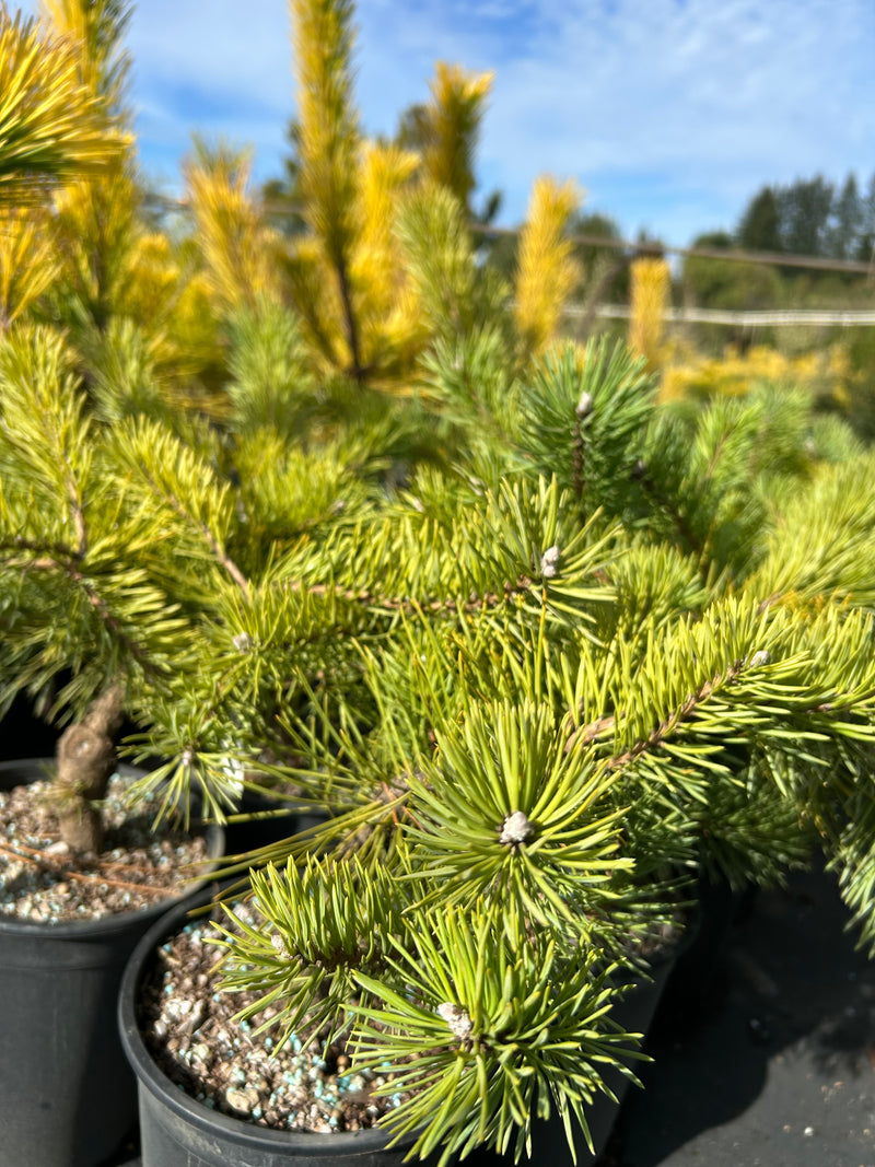 Pinus sylvestris 'Hillside Creeper' Dwarf Scots Pine