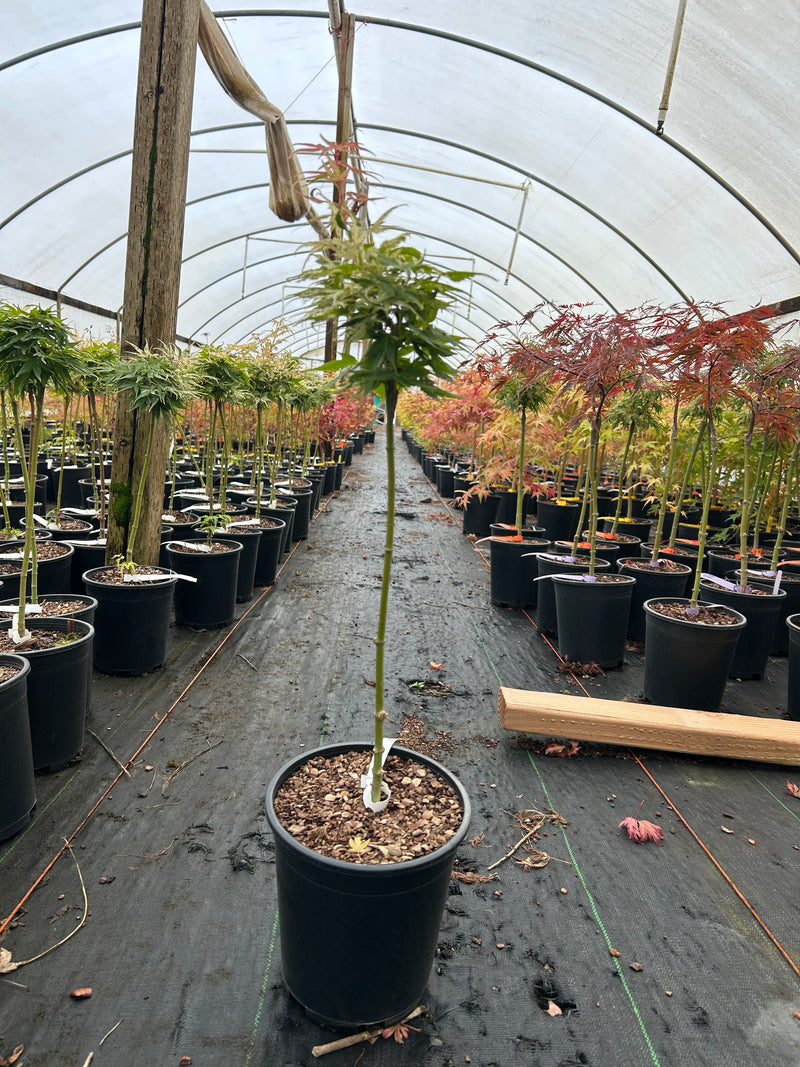 Acer palmatum 'Snow Kitten' Japanese Maple - LIMIT 1 PER HOUSEHOLD