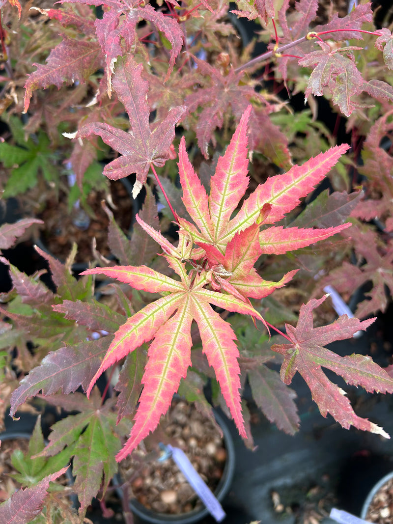 Acer palmatum 'Fred's Wild Dream' Japanese Maple