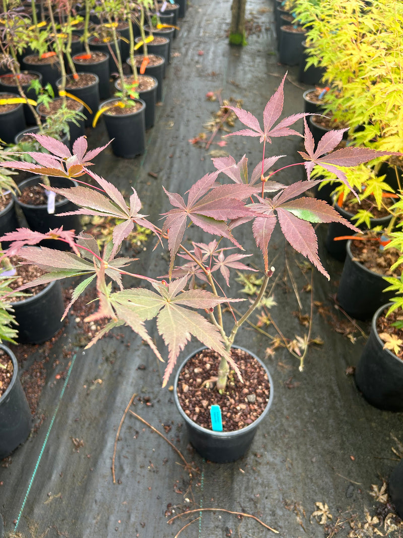Acer palmatum 'Wakehurst Pink' Japanese Maple