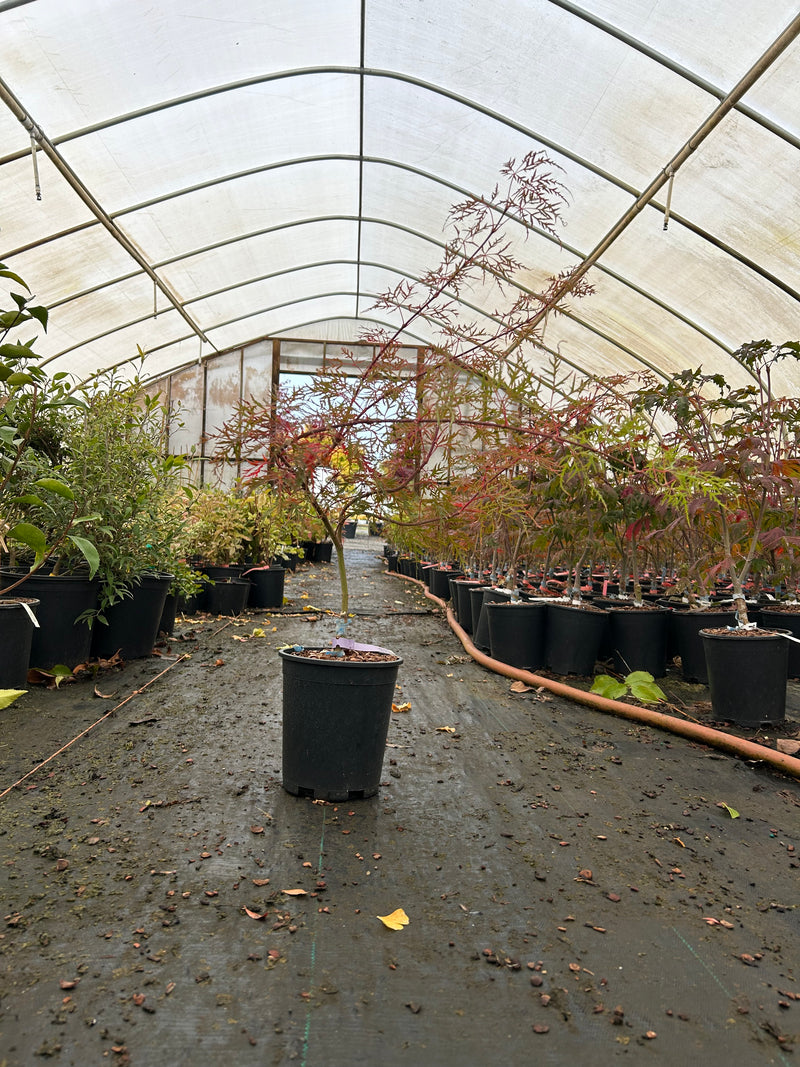 Acer palmatum 'Chantilly Lace' Japanese Maple