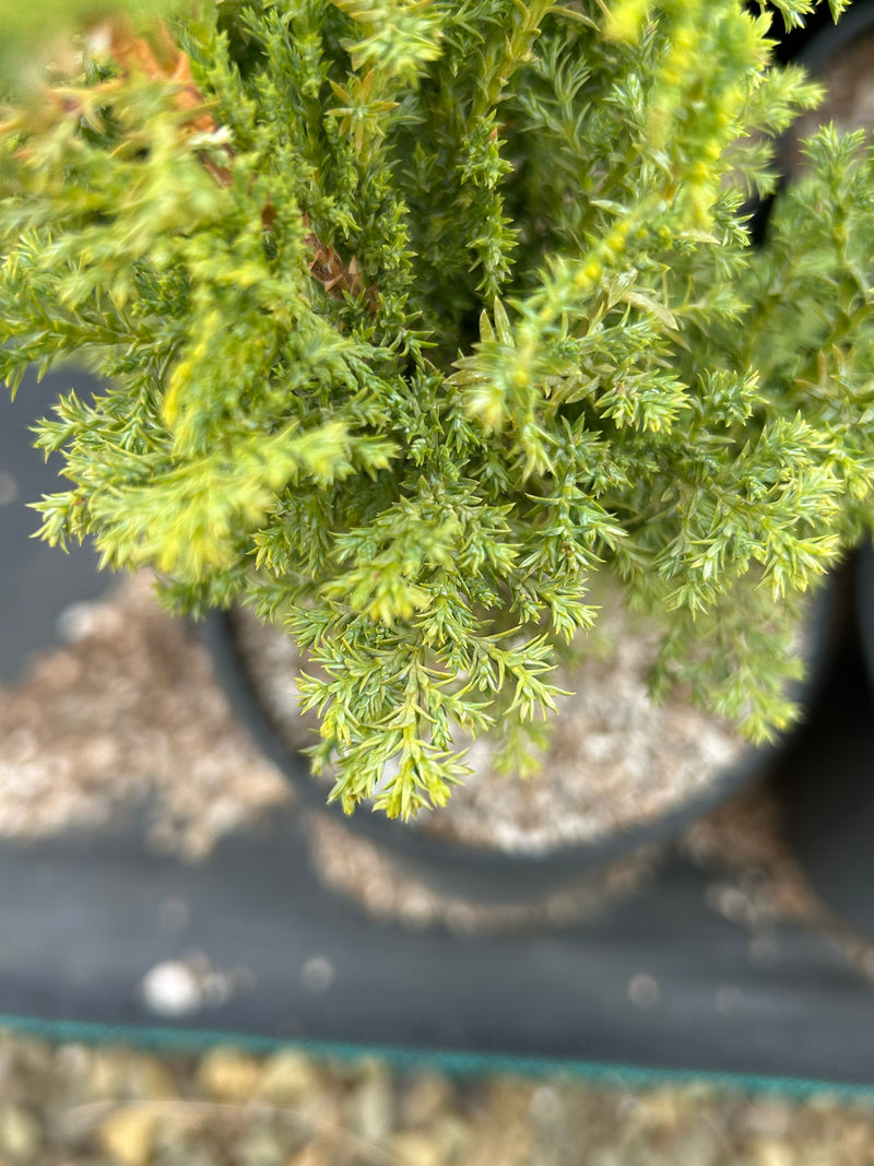 Chamaecyparis obtusa 'Gimborn's Beauty' Hinoki Cypress
