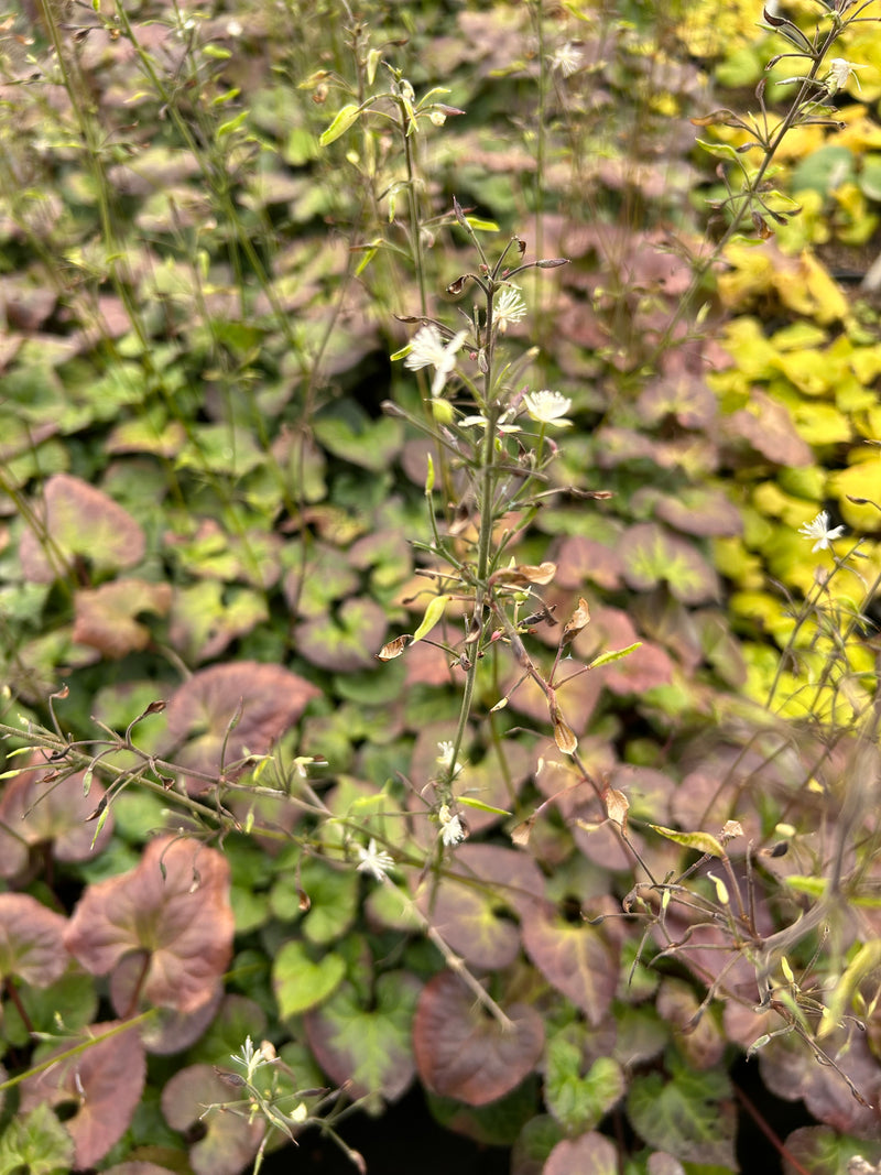 Beesia deltophylla