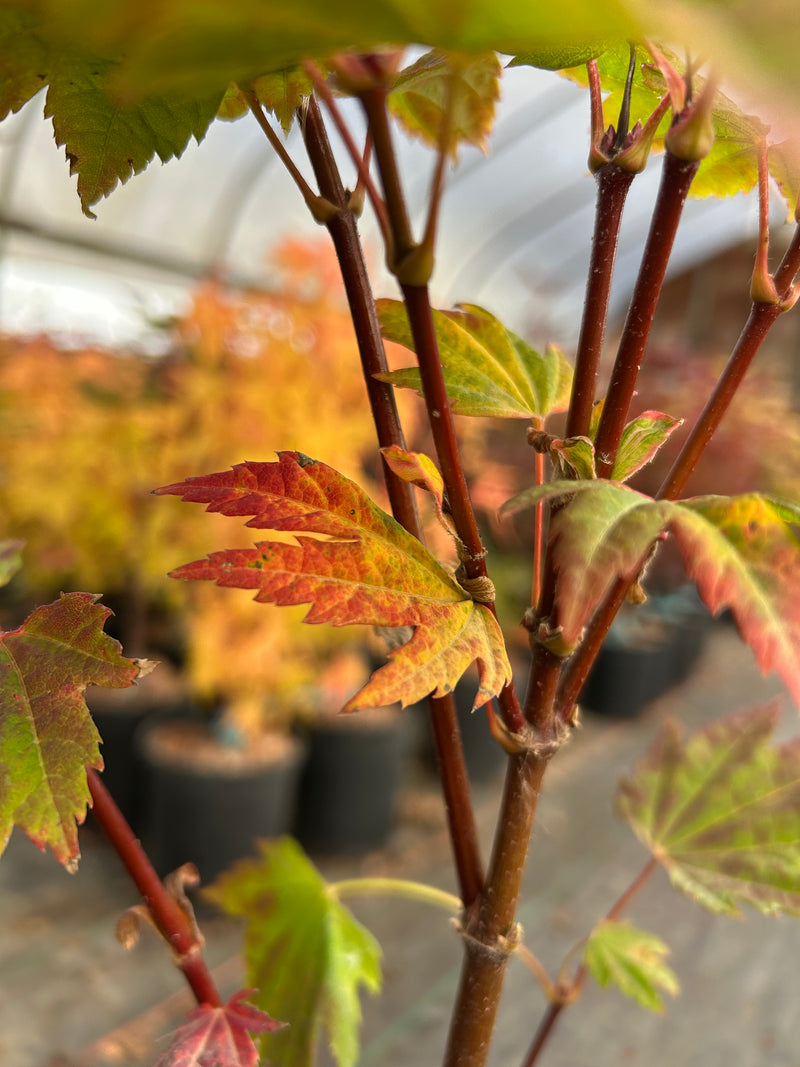 Acer circinatum 'Sunny Sister' Japanese Maple