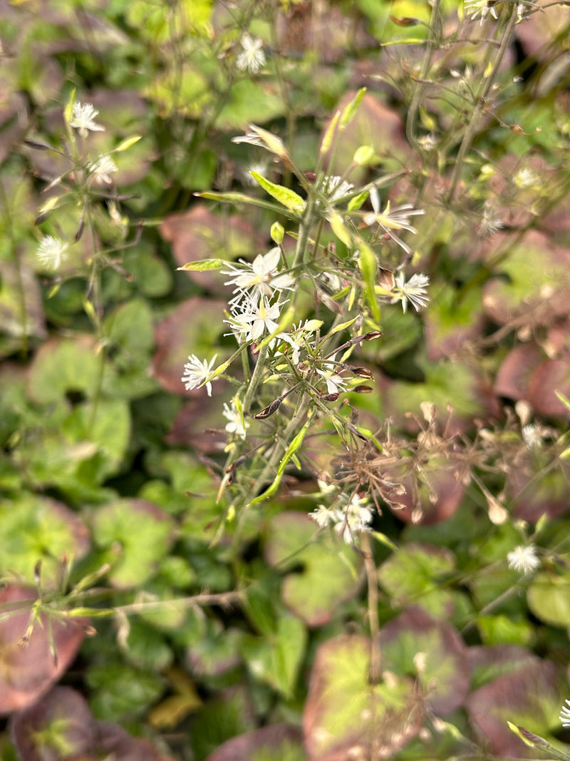 Beesia deltophylla