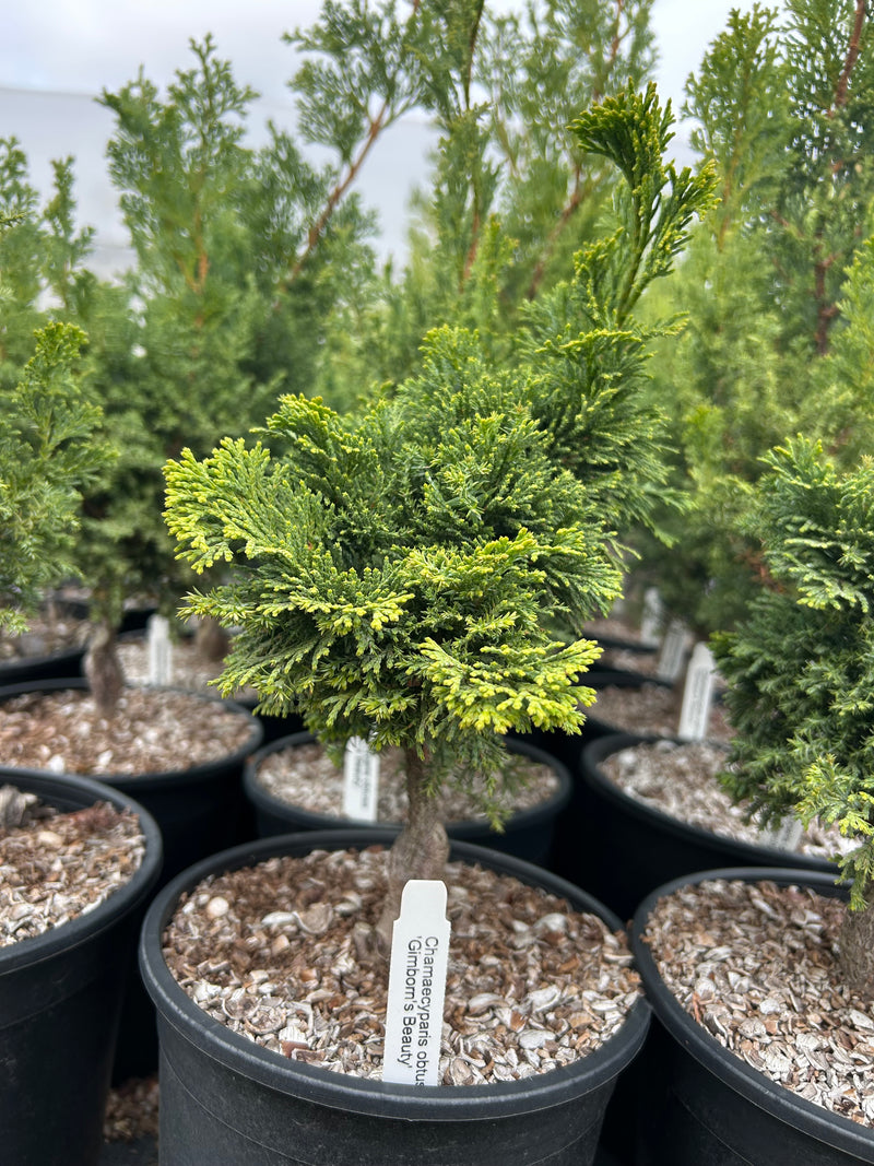 Chamaecyparis obtusa 'Gimborn's Beauty' Hinoki Cypress