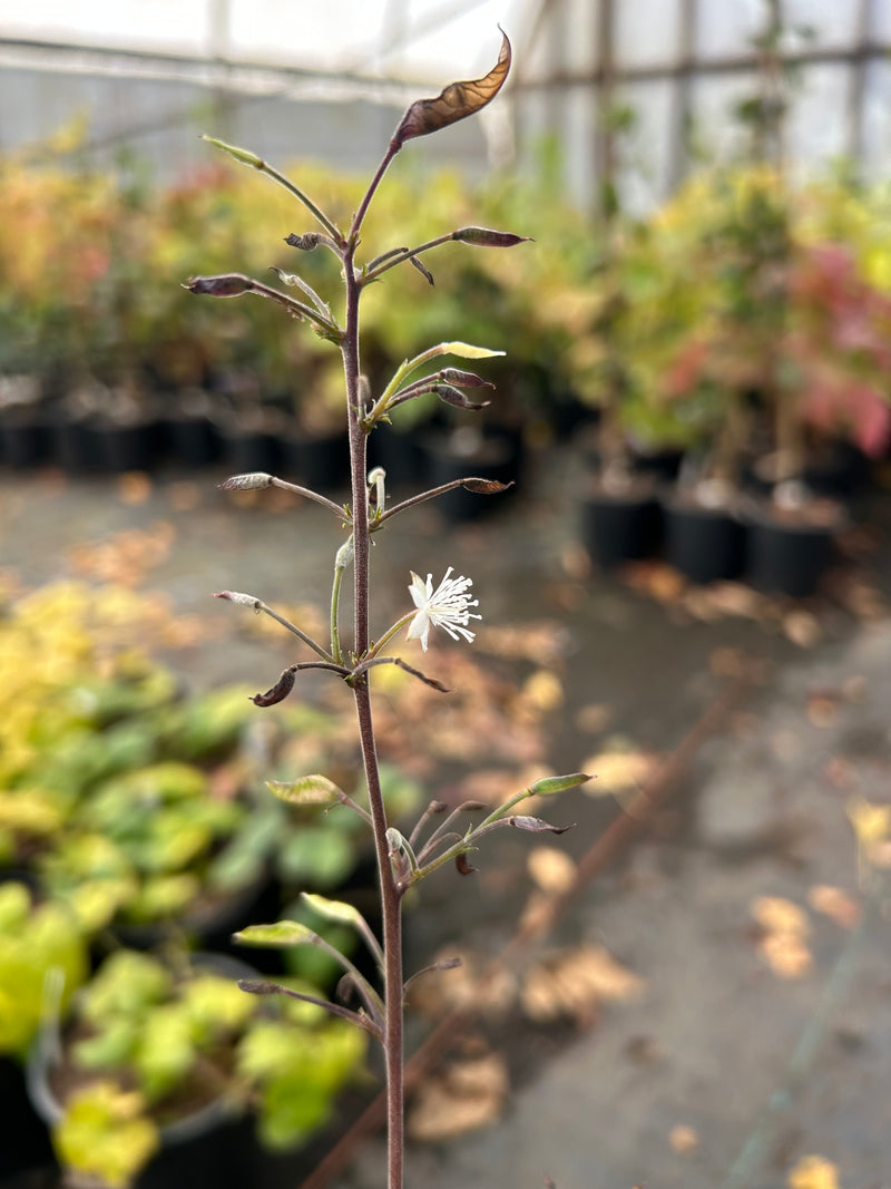 Beesia deltophylla